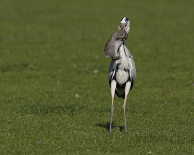 BUITEN BEELD Foto: 22962