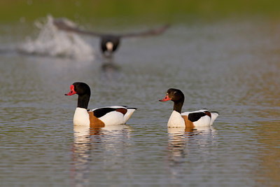 BUITEN BEELD Foto: 22978