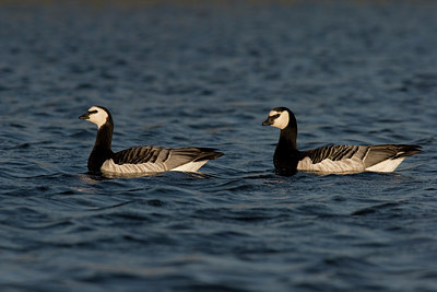 BUITEN BEELD Foto: 22998