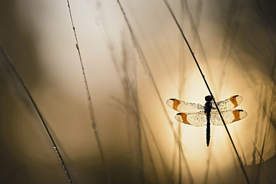 BUITEN BEELD Foto: 229002