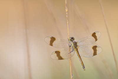 BUITEN BEELD Foto: 229004