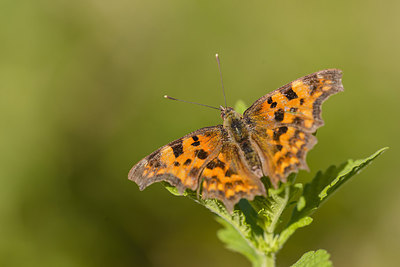 BUITEN BEELD Foto: 229010