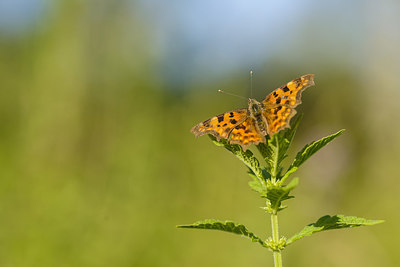 BUITEN BEELD Foto: 229011