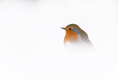 BUITEN BEELD Foto: 229043