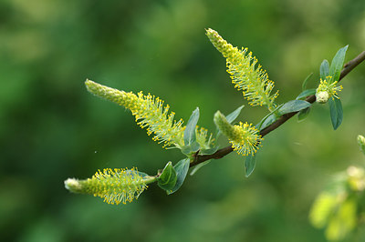 BUITEN BEELD Foto: 229060