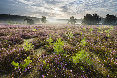 BUITEN BEELD Foto: 229116