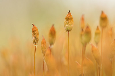 BUITEN BEELD Foto: 229153