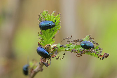 BUITEN BEELD Foto: 229160