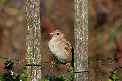 BUITEN BEELD Foto: 229210