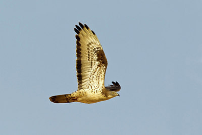 BUITEN BEELD Foto: 229232