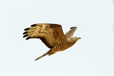 BUITEN BEELD Foto: 229235