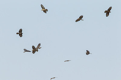 BUITEN BEELD Foto: 229236