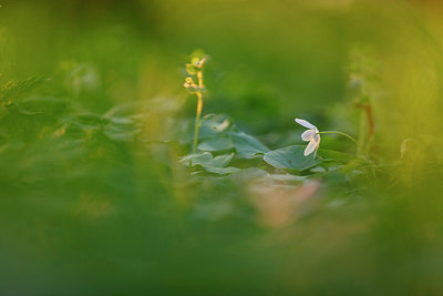BUITEN BEELD Foto: 229285