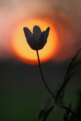 BUITEN BEELD Foto: 229290