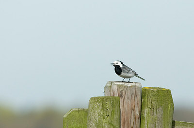 BUITEN BEELD Foto: 229295