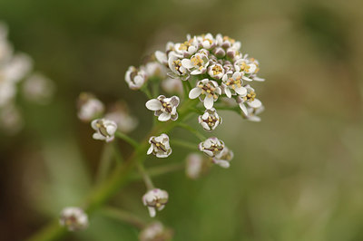 BUITEN BEELD Foto: 229304