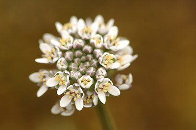 BUITEN BEELD Foto: 229305