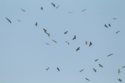 BUITEN BEELD Foto: 229313