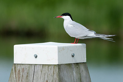 BUITEN BEELD Foto: 229334