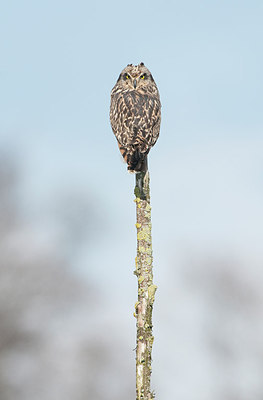 BUITEN BEELD Foto: 229335