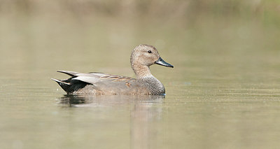 BUITEN BEELD Foto: 229340