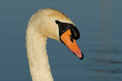 BUITEN BEELD Foto: 229344