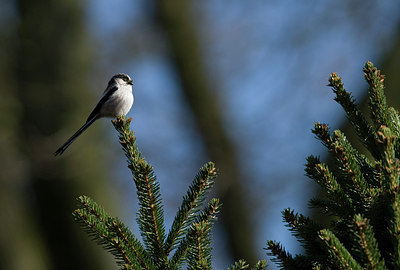 BUITEN BEELD Foto: 229347