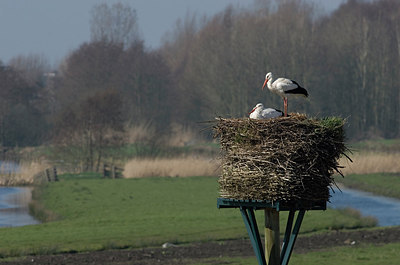 BUITEN BEELD Foto: 229353