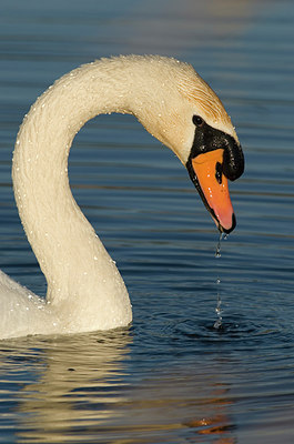 BUITEN BEELD Foto: 229354