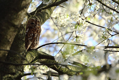 BUITEN BEELD Foto: 229437