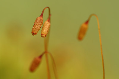 BUITEN BEELD Foto: 229442
