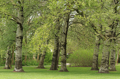 BUITEN BEELD Foto: 229451