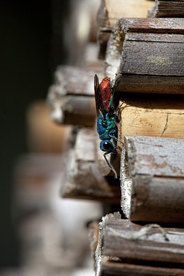BUITEN BEELD Foto: 229454