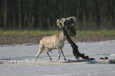 BUITEN BEELD Foto: 229458
