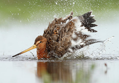 BUITEN BEELD Foto: 229461