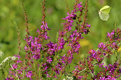 BUITEN BEELD Foto: 229472