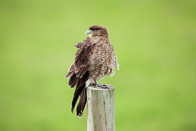 BUITEN BEELD Foto: 229509