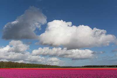 BUITEN BEELD Foto: 229560