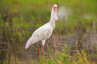 BUITEN BEELD Foto: 229595