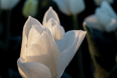 BUITEN BEELD Foto: 229616