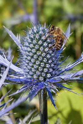 BUITEN BEELD Foto: 229632