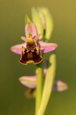 BUITEN BEELD Foto: 229650