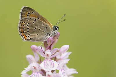 BUITEN BEELD Foto: 229653