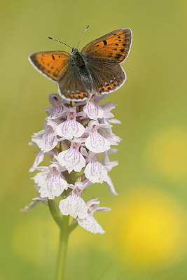 BUITEN BEELD Foto: 229655