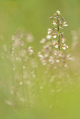 BUITEN BEELD Foto: 229658