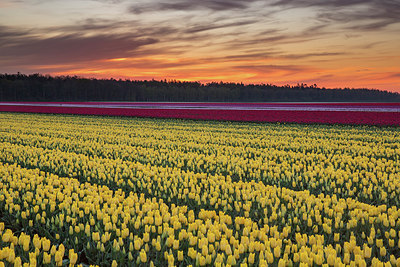 BUITEN BEELD Foto: 229666