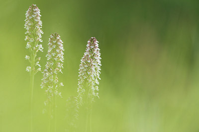 BUITEN BEELD Foto: 229672