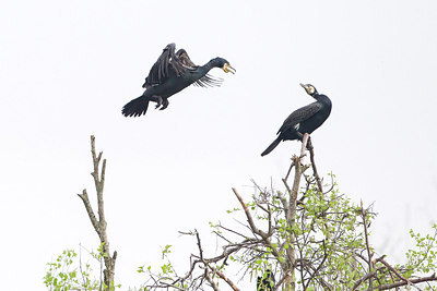 BUITEN BEELD Foto: 229673