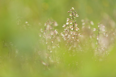 BUITEN BEELD Foto: 229674