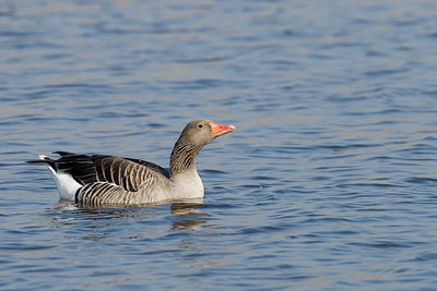 BUITEN BEELD Foto: 229675